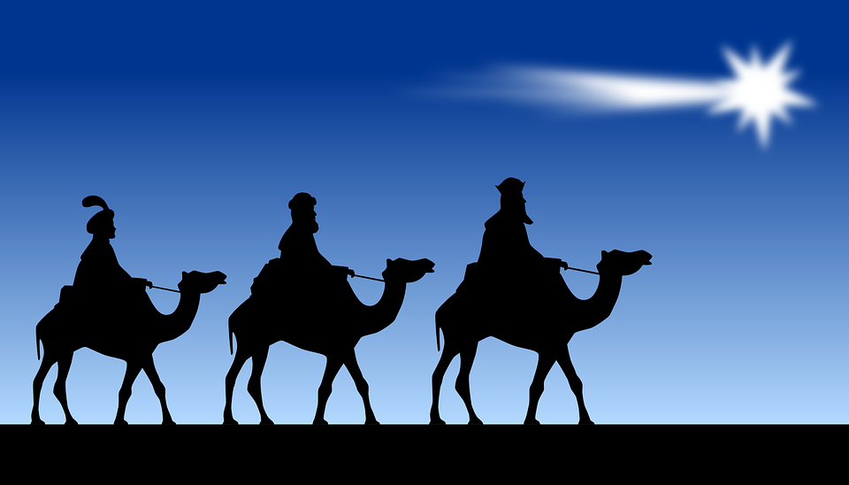 camels
