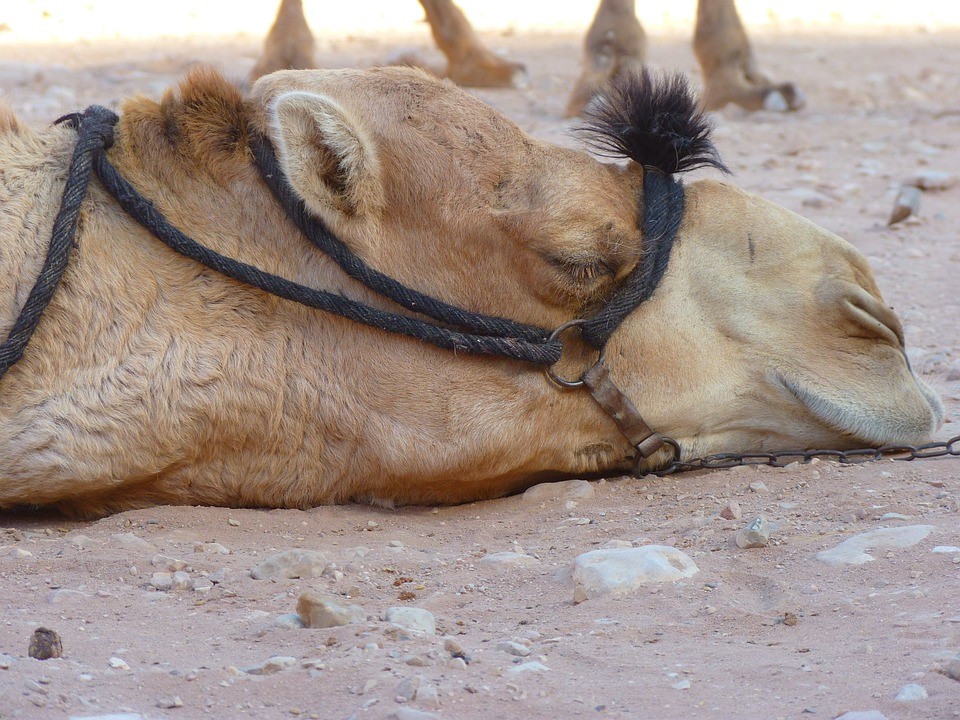resting camel